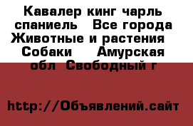 Кавалер кинг чарль спаниель - Все города Животные и растения » Собаки   . Амурская обл.,Свободный г.